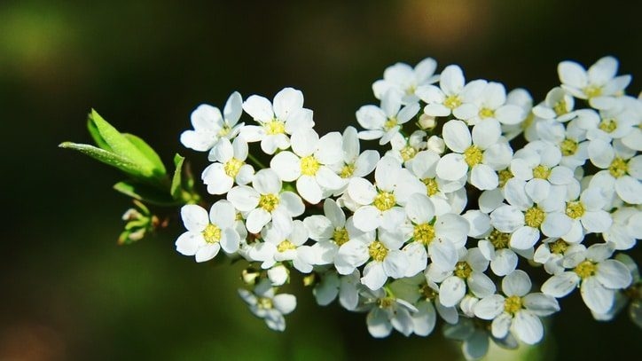 små vita blommor på ett äppelträd